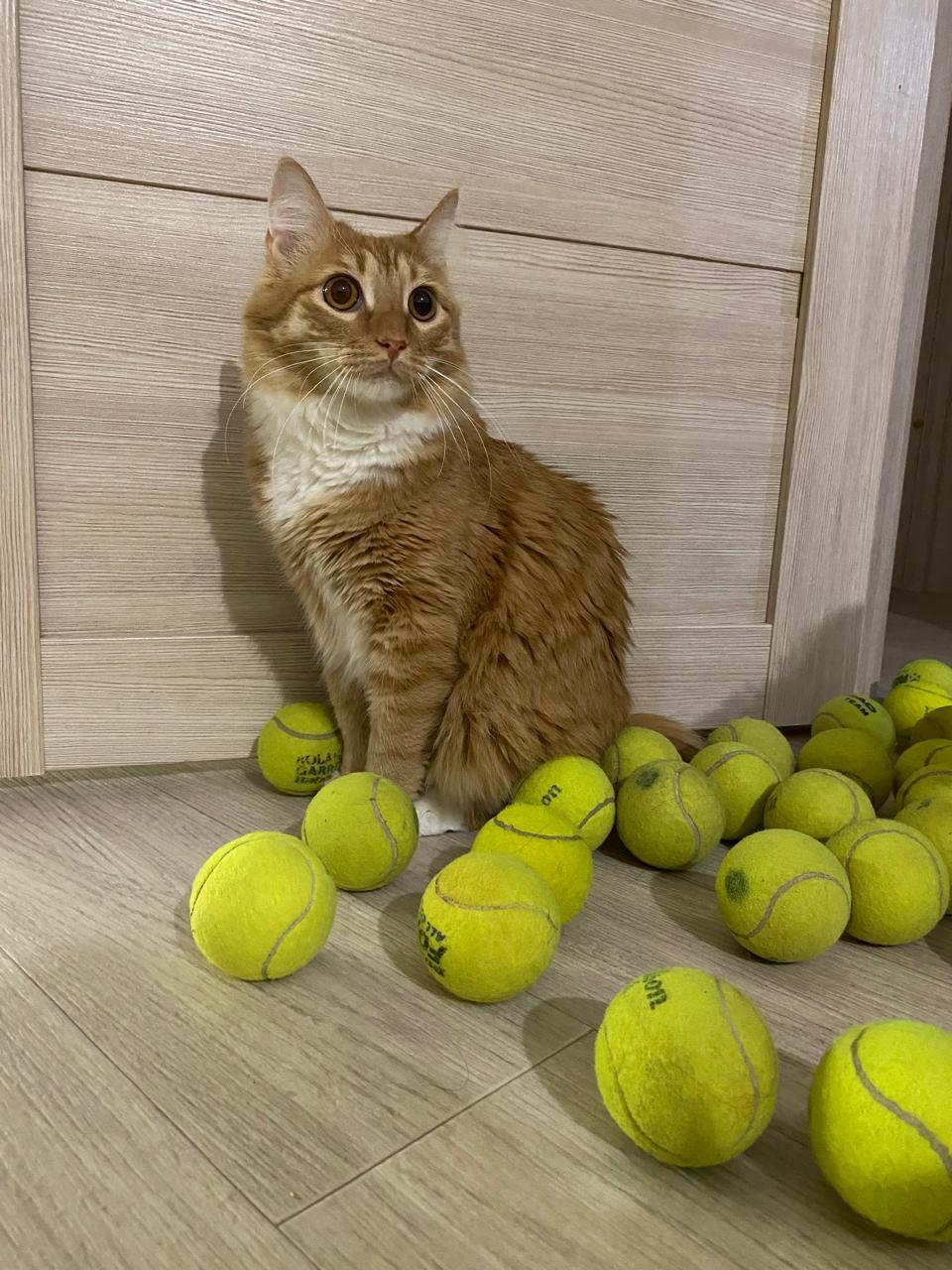 Фото В Новосибирске опубликованы кадры питомцев в День рыжего кота 10